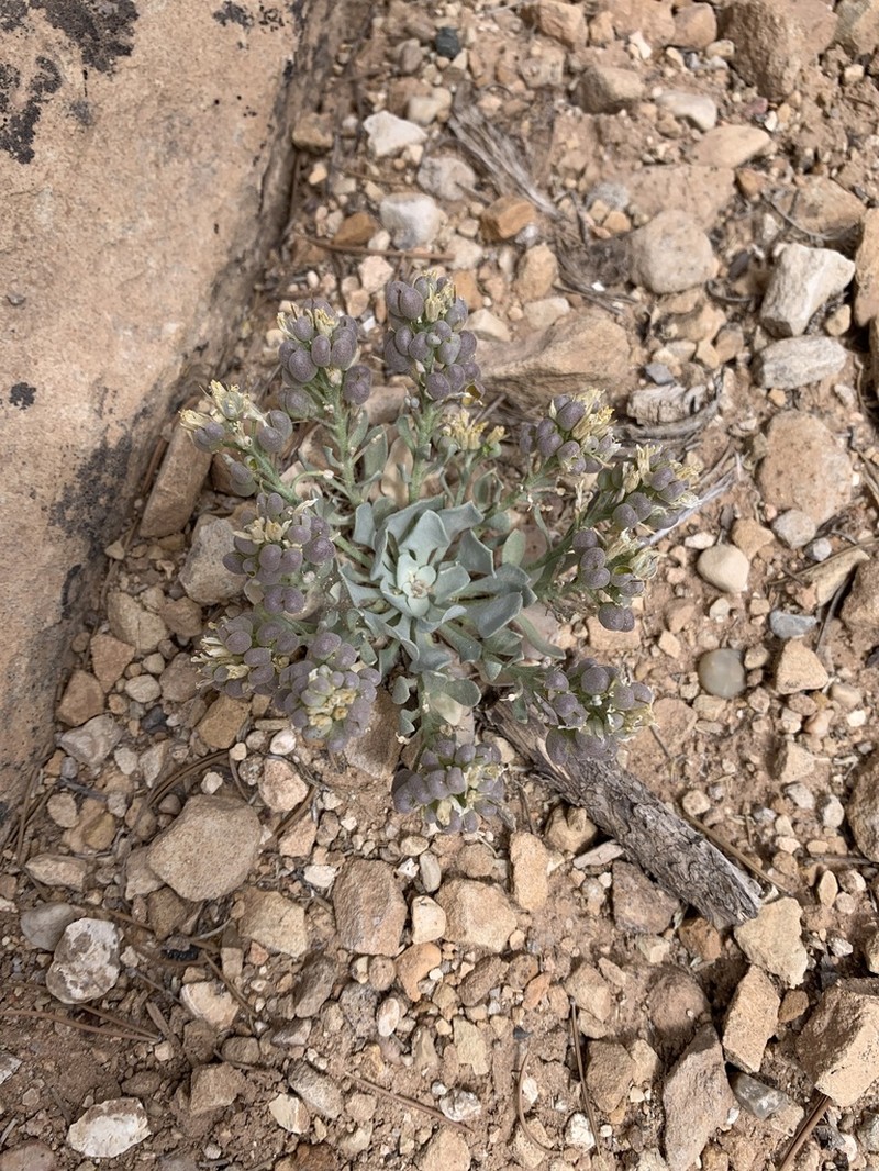 Sharpleaf Twinpod photo 6