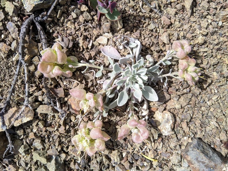 Washington Twinpod