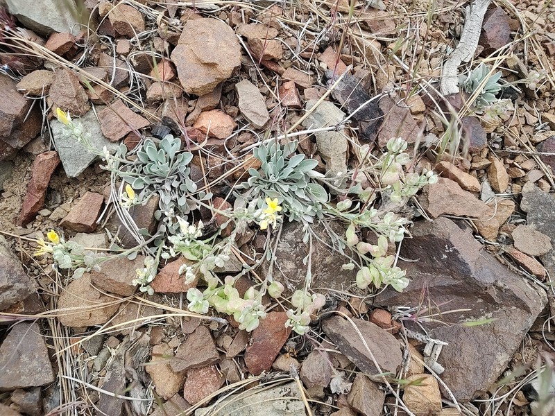 Washington Twinpod photo 2