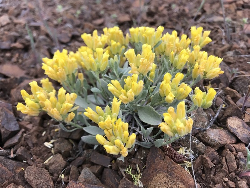 Washington Twinpod photo 3