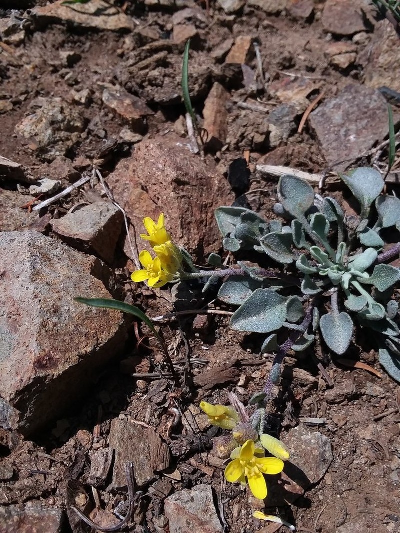 Washington Twinpod photo 4