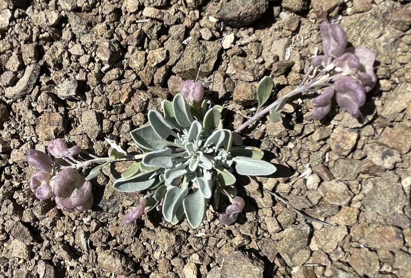 Washington Twinpod photo 5