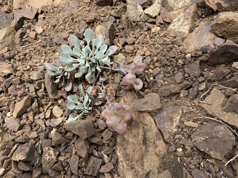 Washington Twinpod photo 6