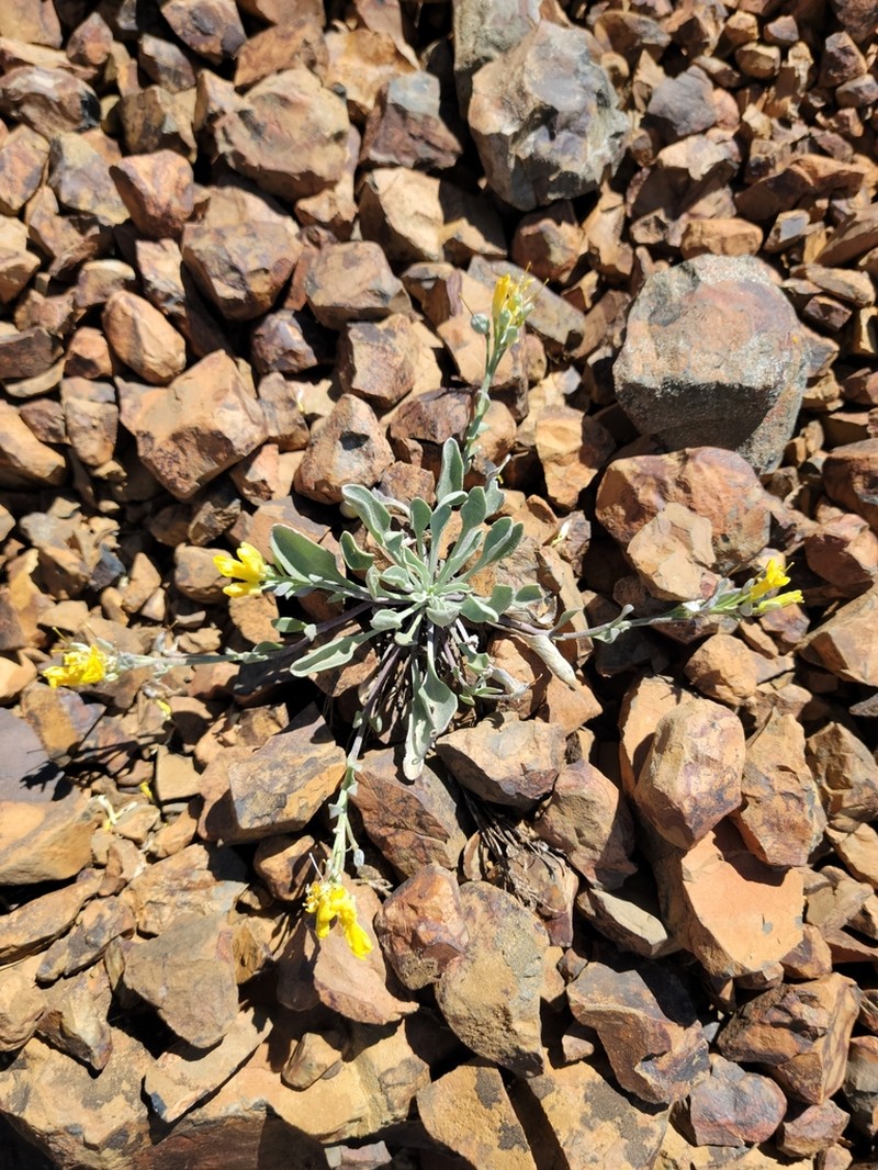 Washington Twinpod photo 7