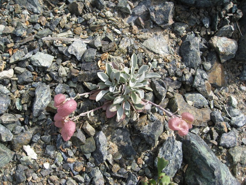 Washington Twinpod photo 8
