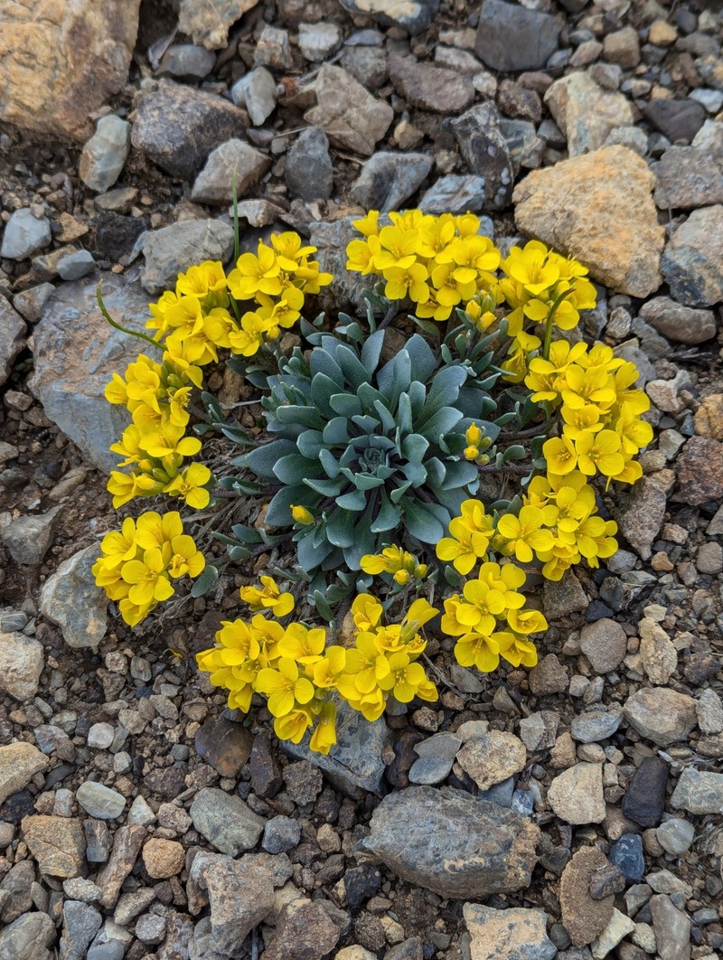 Avery Peak Twinpod