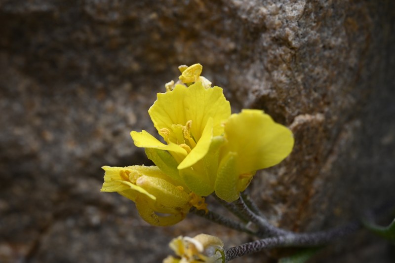 Avery Peak Twinpod photo 2