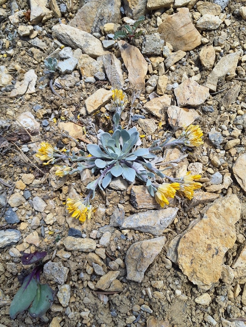 Avery Peak Twinpod photo 5