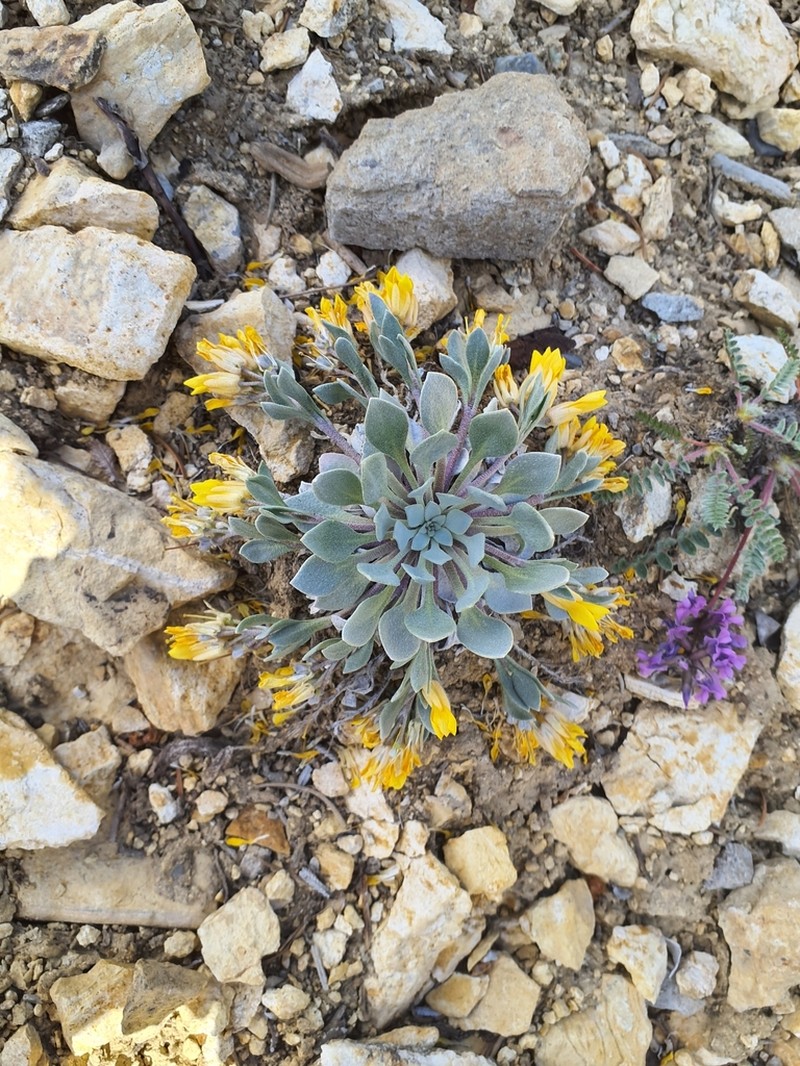 Avery Peak Twinpod photo 6