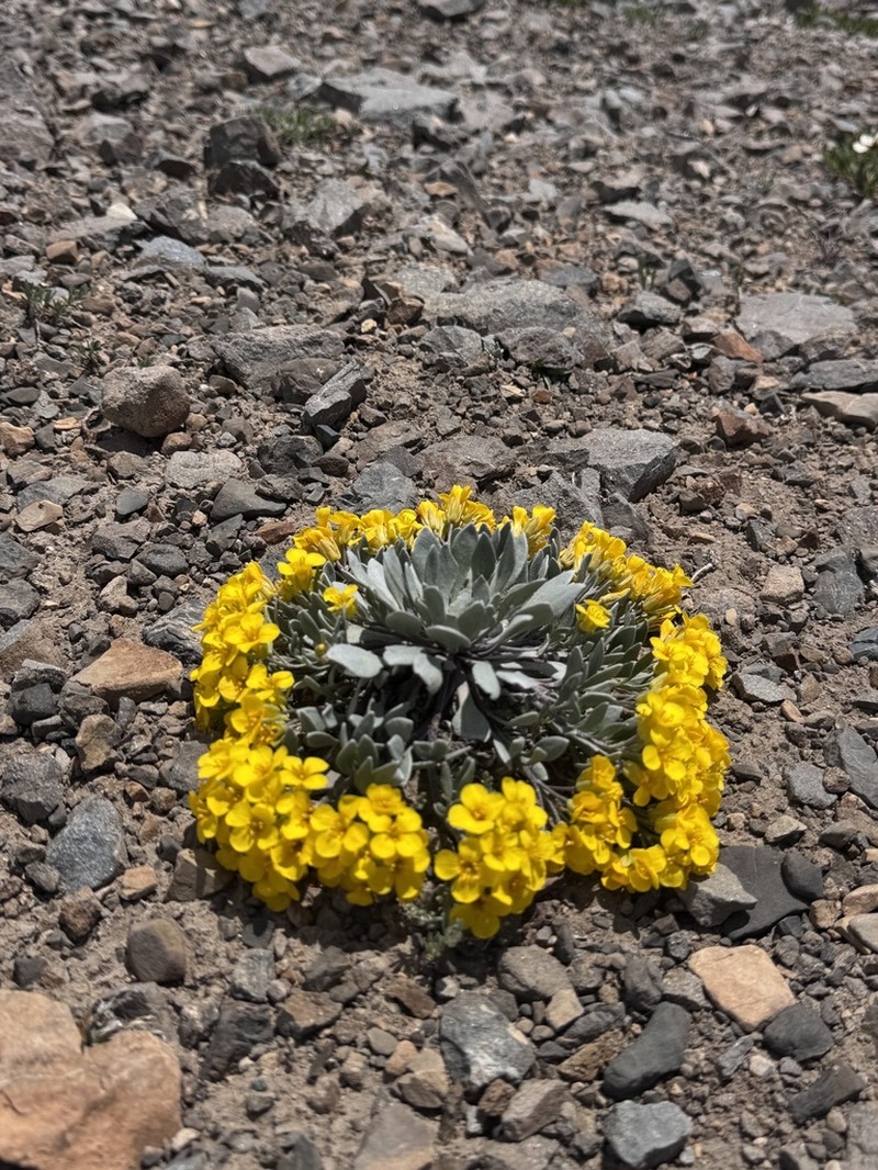 Avery Peak Twinpod photo 7