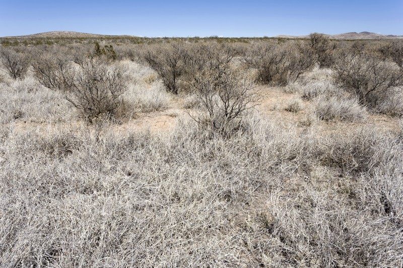 Threadleaf Bladderpod