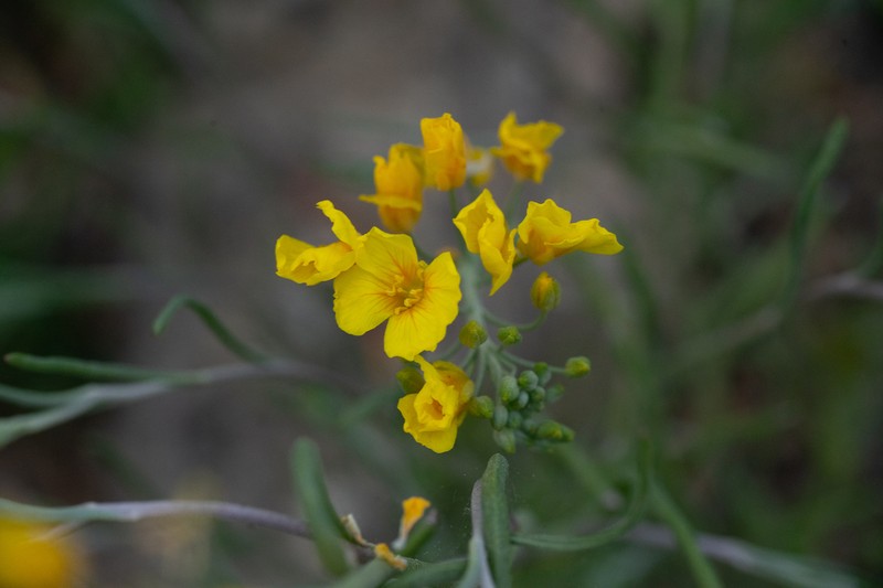 Threadleaf Bladderpod