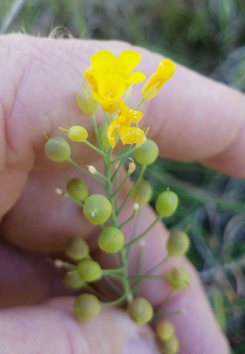 Threadleaf Bladderpod photo 2