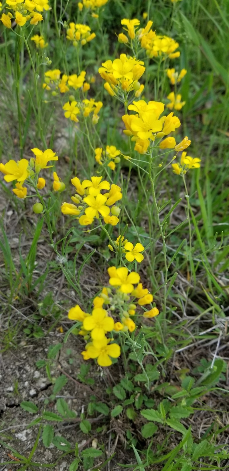 Threadleaf Bladderpod photo 4