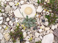 Arctic Bladderpod