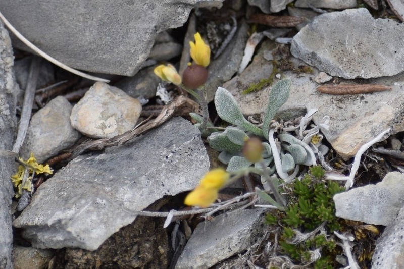 Arctic Bladderpod photo 3