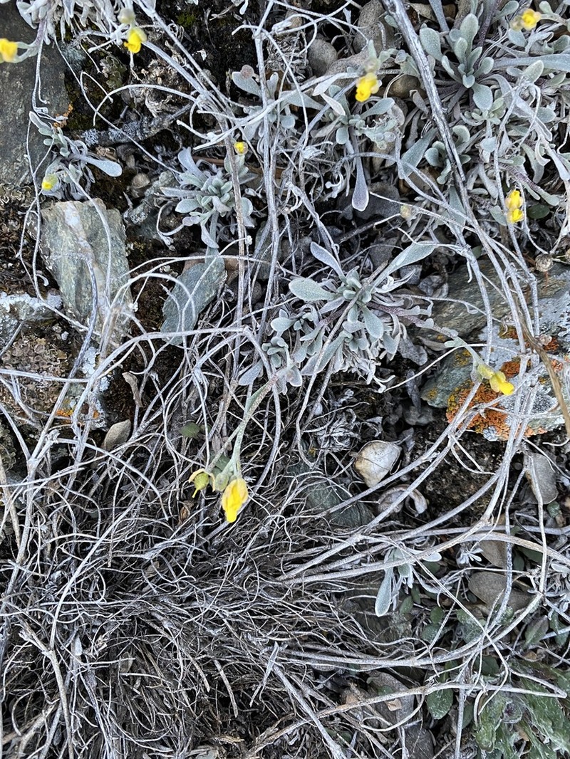 Arctic Bladderpod photo 4