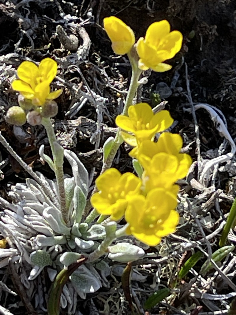 Arctic Bladderpod photo 5