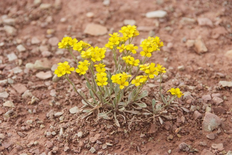Arctic Bladderpod photo 6