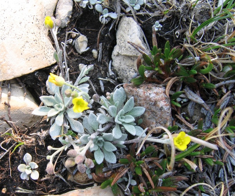 Arctic Bladderpod photo 7