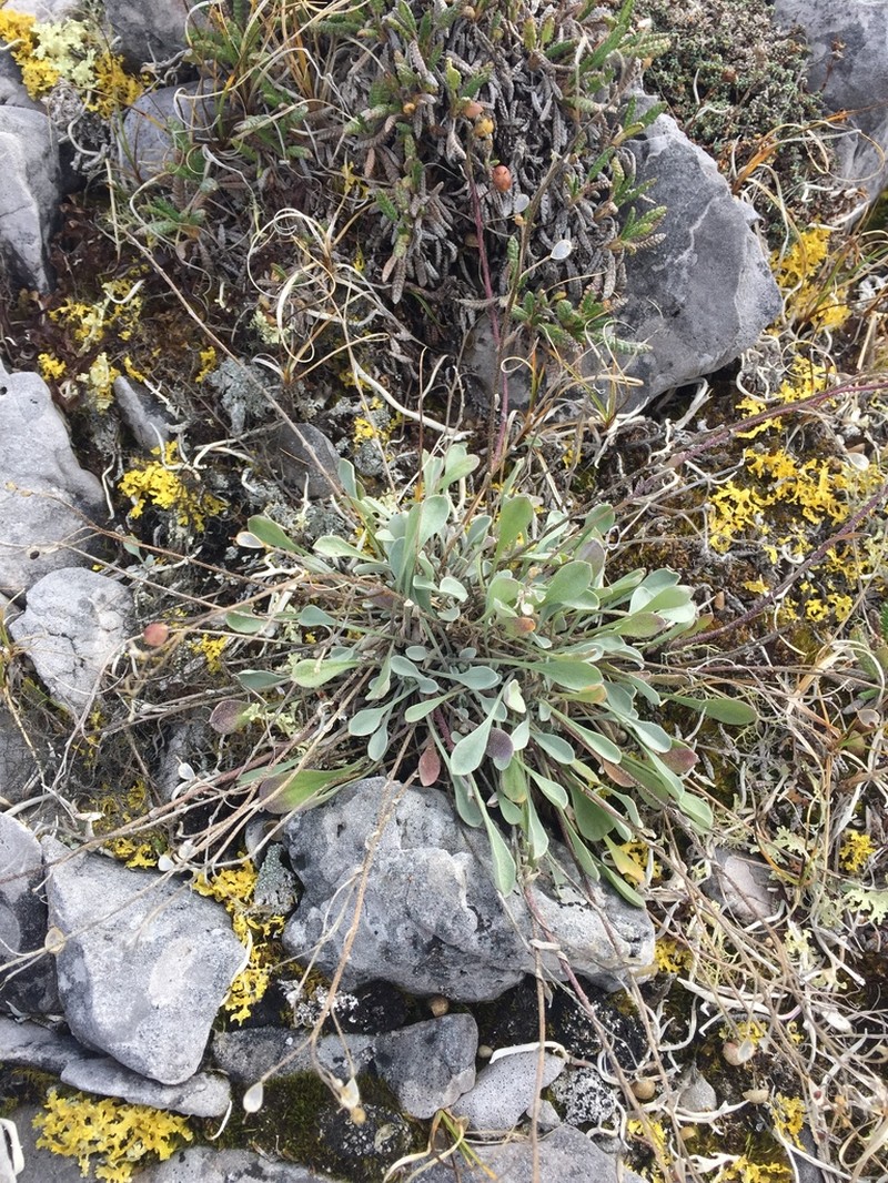 Arctic Bladderpod photo 8