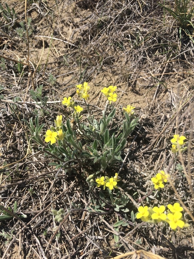 Physaria arenosa
