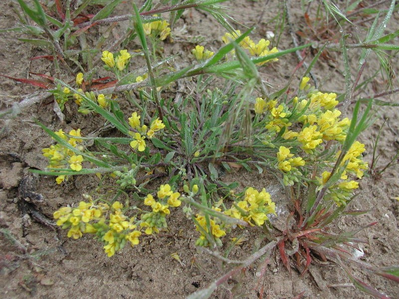 Physaria arenosa photo 2
