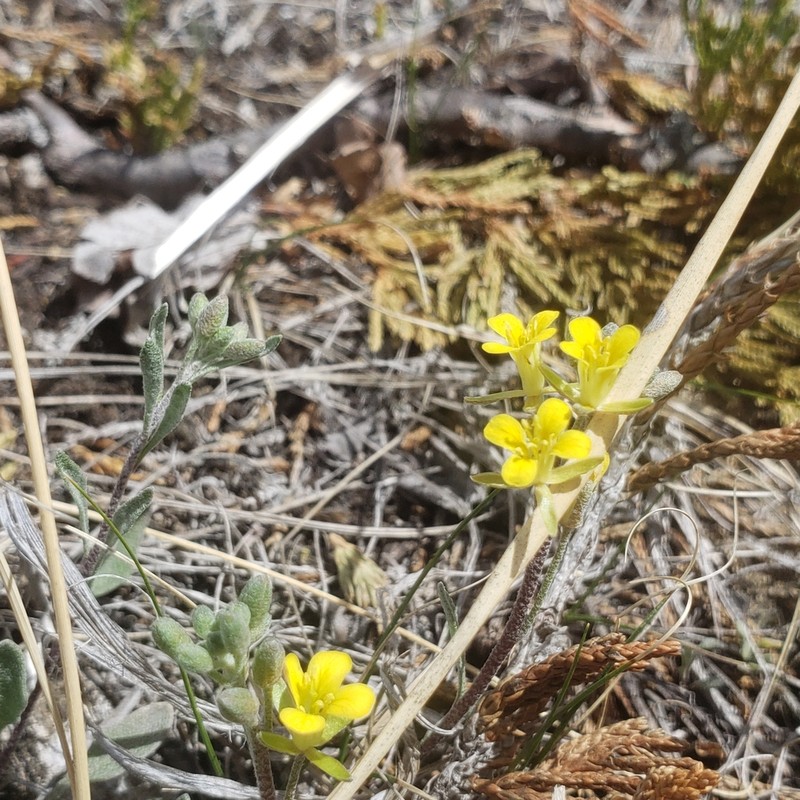 Physaria arenosa photo 3