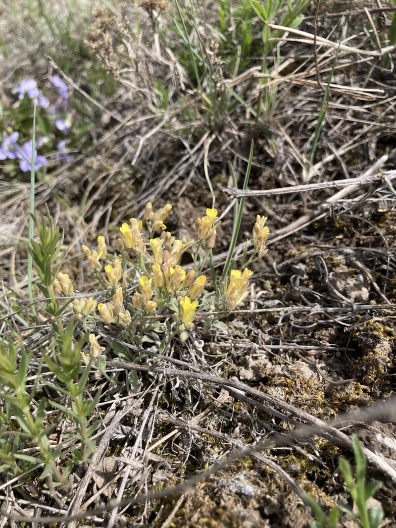 Physaria arenosa photo 4