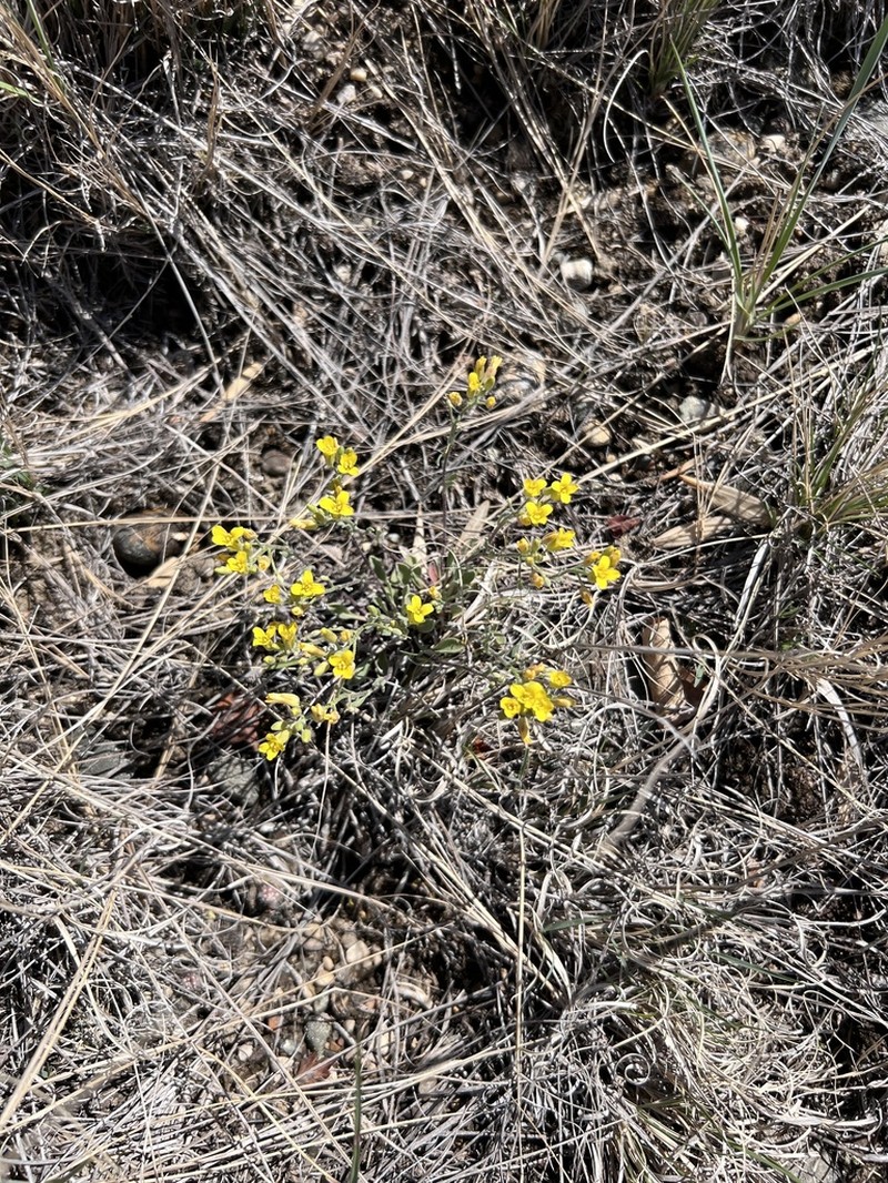 Physaria arenosa photo 5