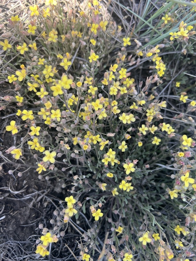 Physaria arenosa photo 6