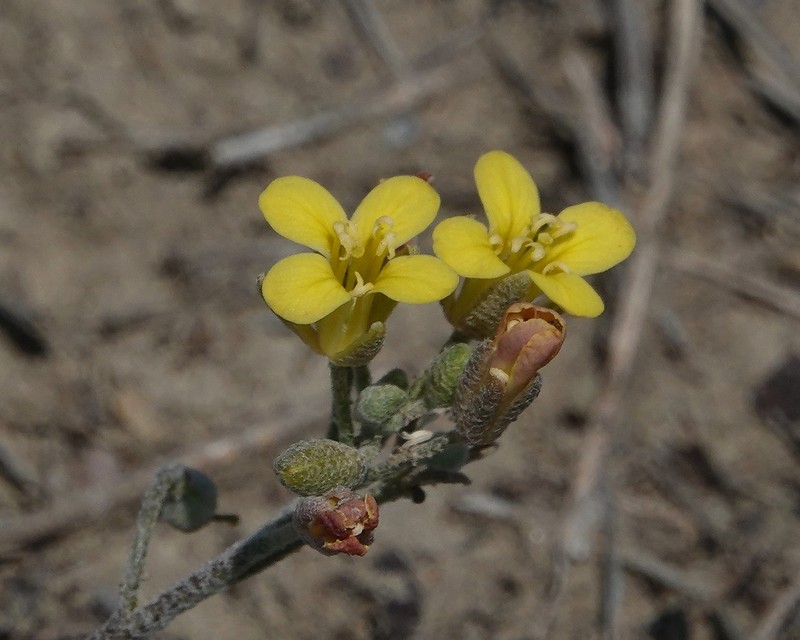 Physaria arenosa photo 7