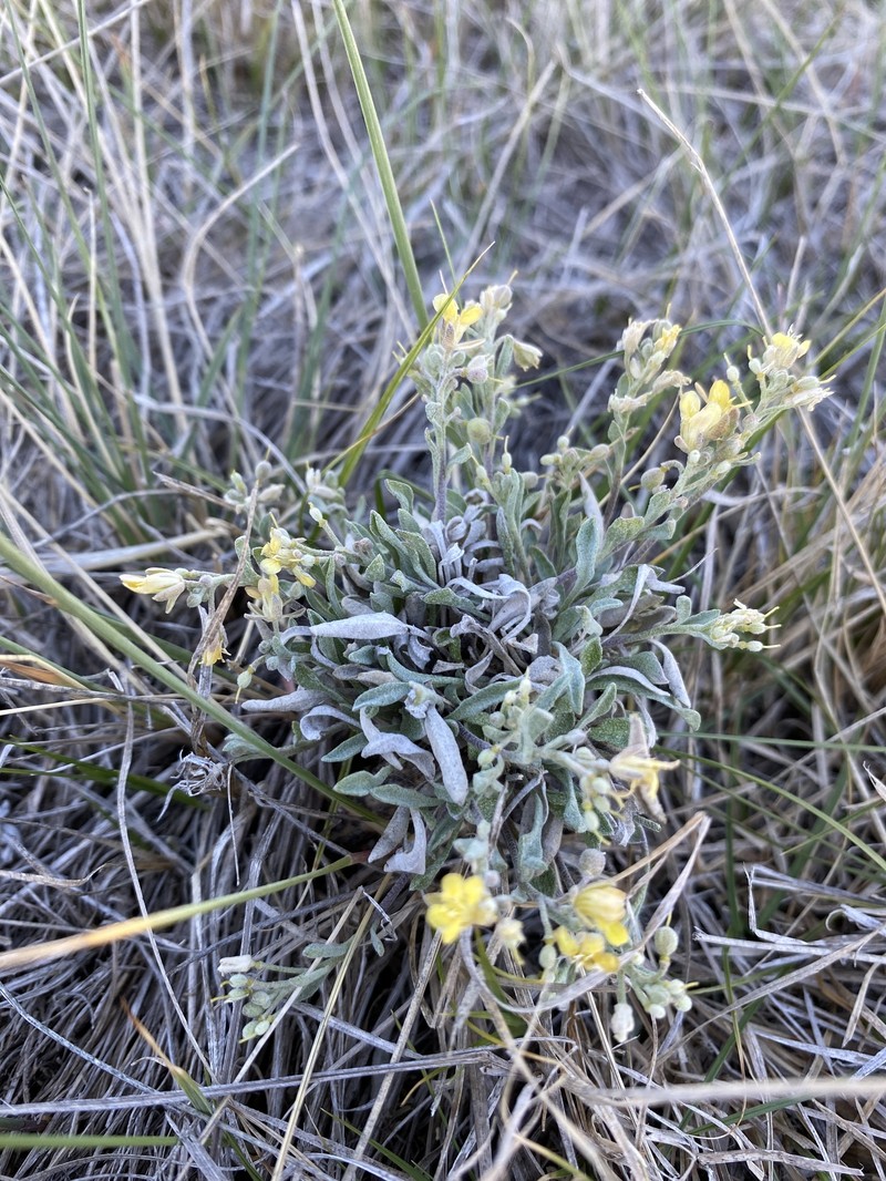 Great Plains Bladderpod