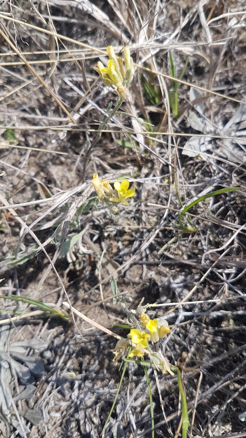 Great Plains Bladderpod photo 2