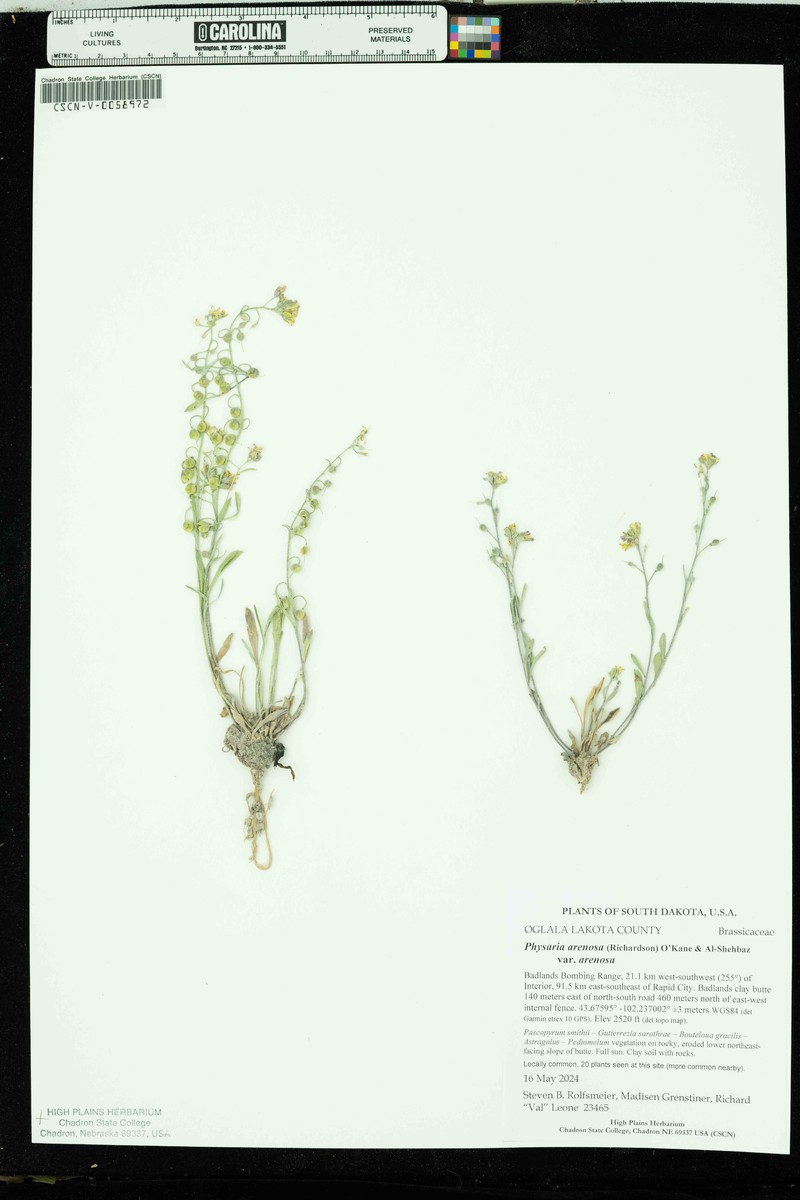 Great Plains Bladderpod photo 3