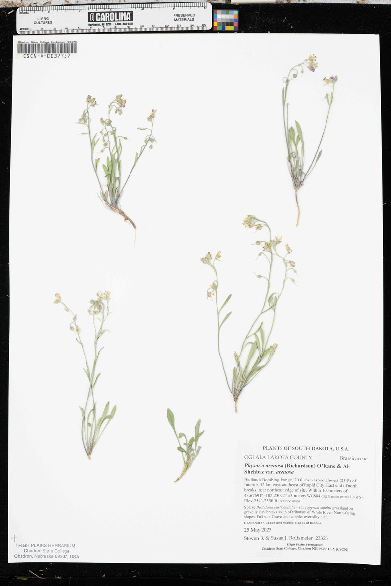 Great Plains Bladderpod photo 4
