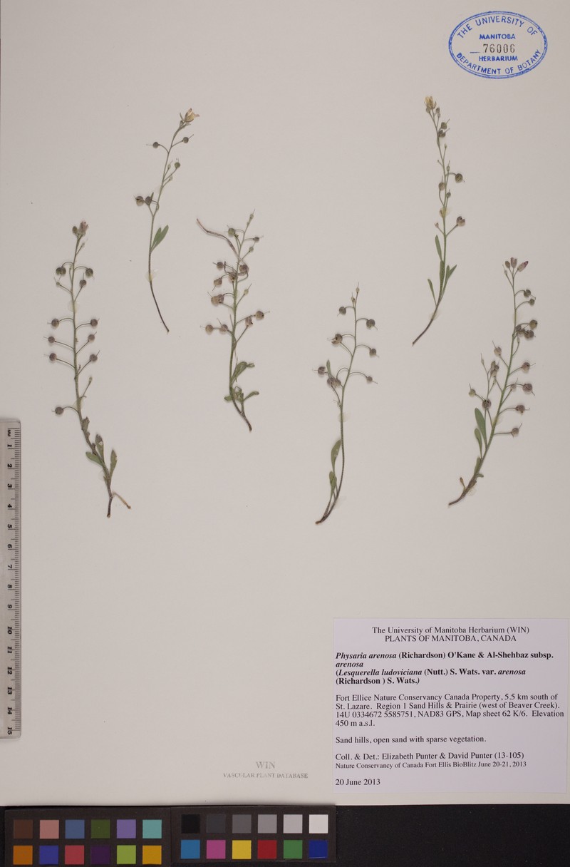 Great Plains Bladderpod photo 5