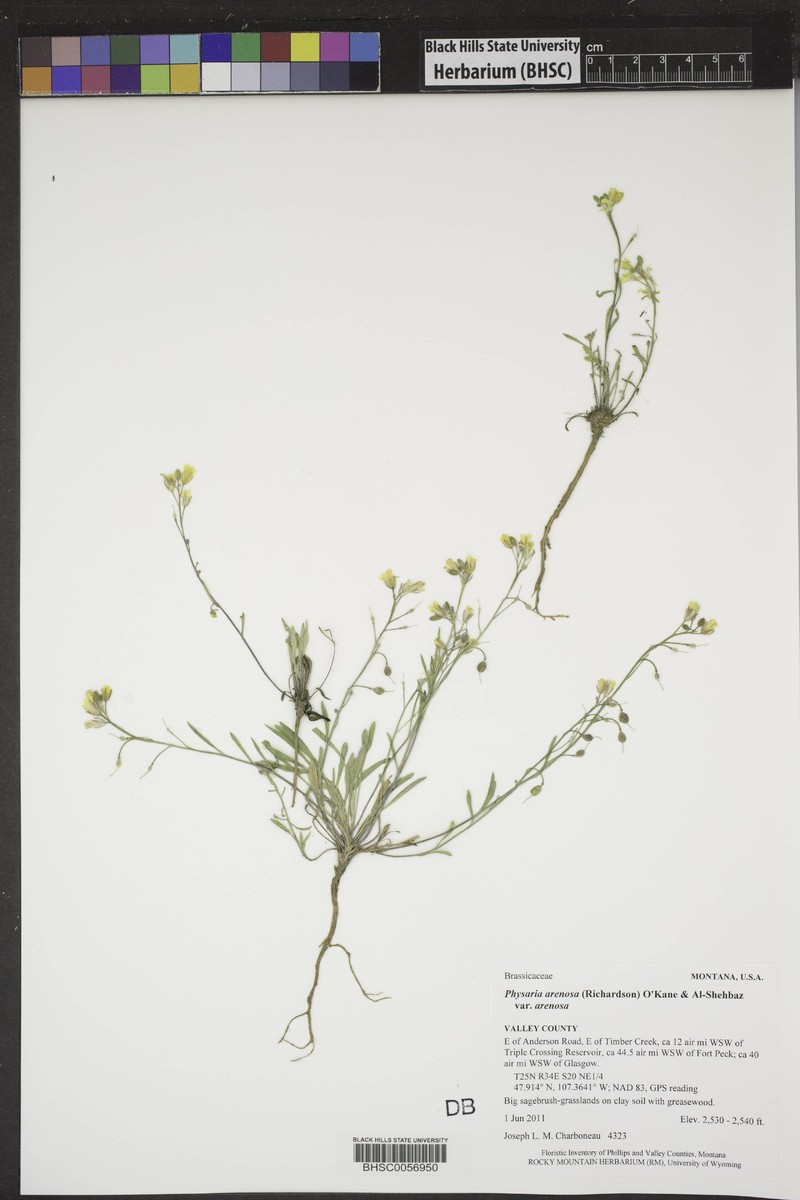 Great Plains Bladderpod photo 6