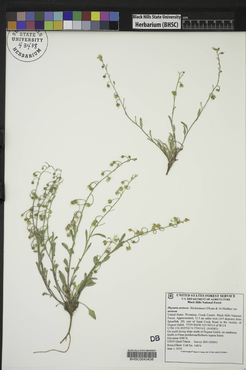 Great Plains Bladderpod photo 7