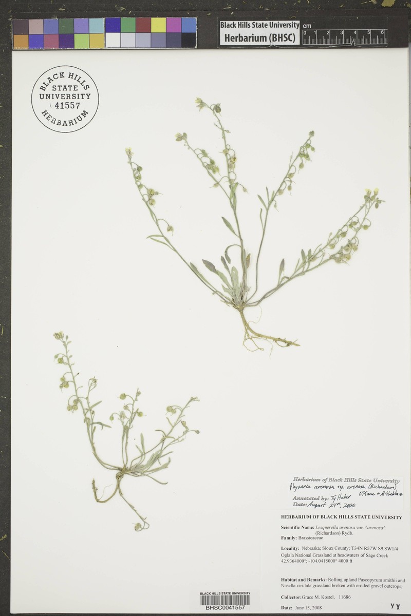 Great Plains Bladderpod photo 8