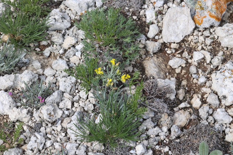 Physaria arenosa subsp. argillosa