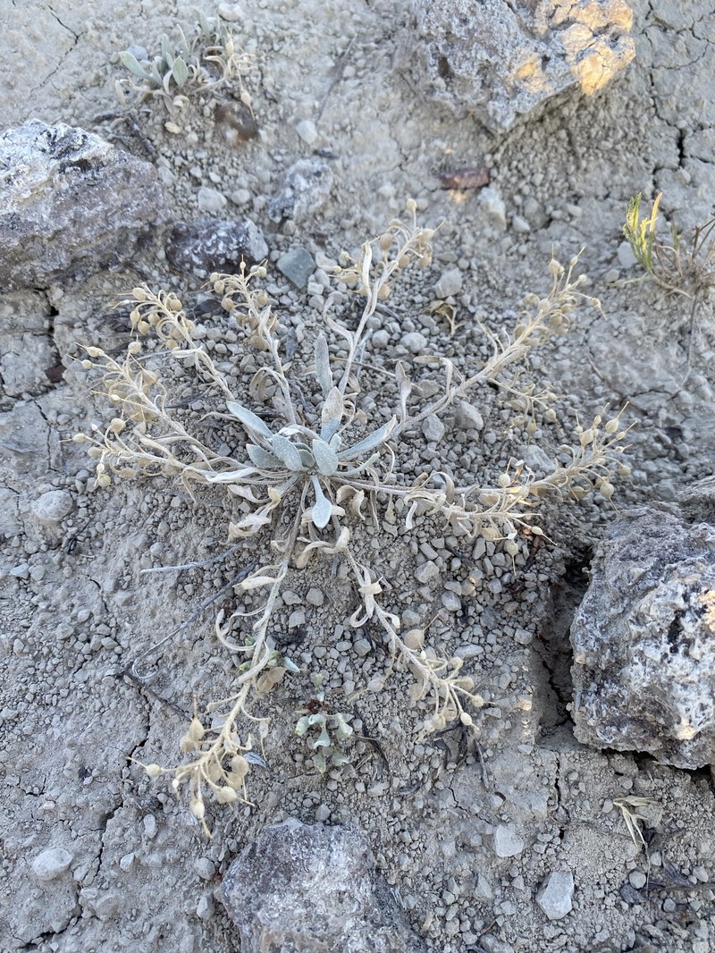 Physaria arenosa subsp. argillosa photo 2