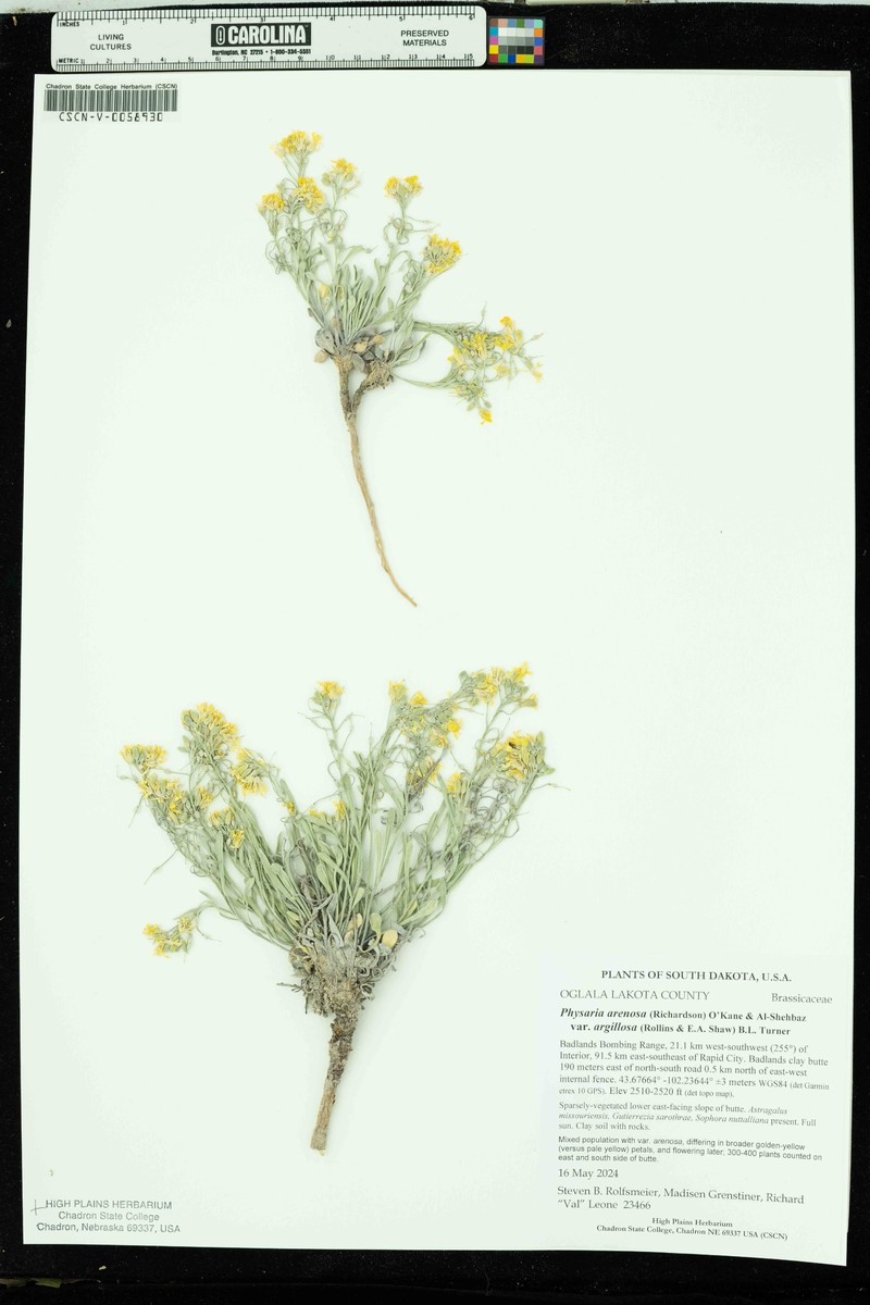Physaria arenosa subsp. argillosa photo 3