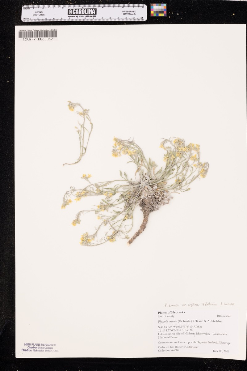 Physaria arenosa subsp. argillosa photo 4