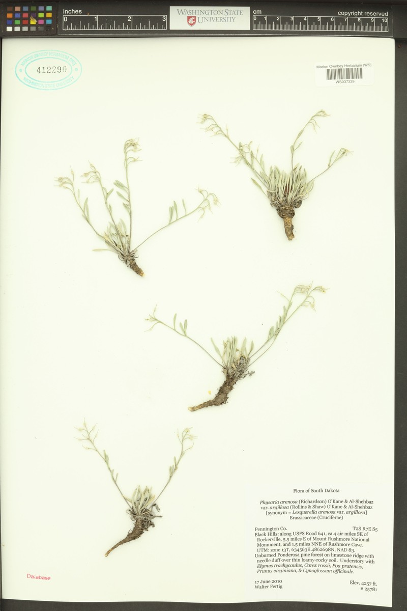 Physaria arenosa subsp. argillosa photo 5