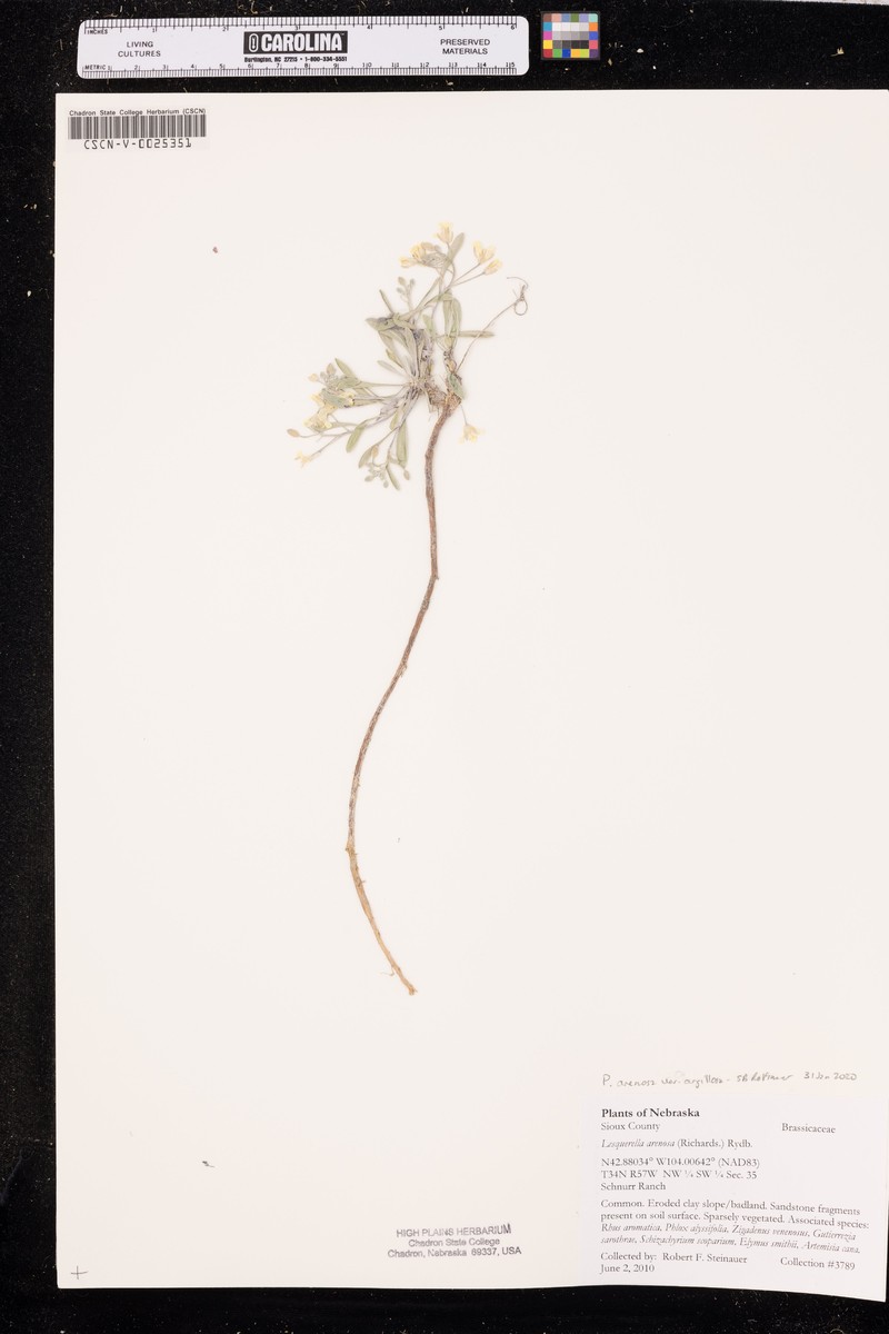 Physaria arenosa subsp. argillosa photo 6
