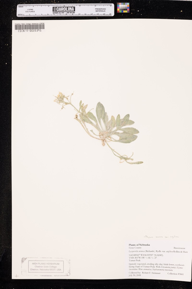 Physaria arenosa subsp. argillosa photo 7