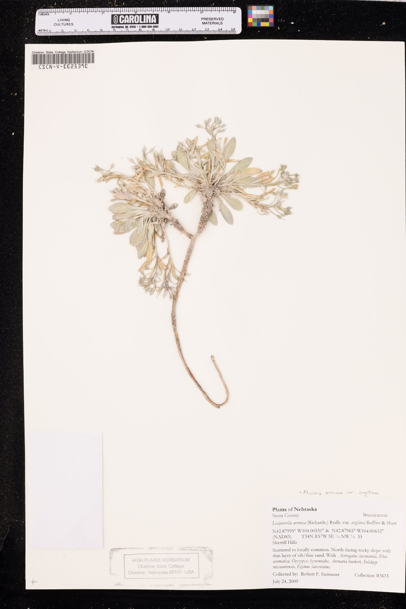 Physaria arenosa subsp. argillosa photo 8
