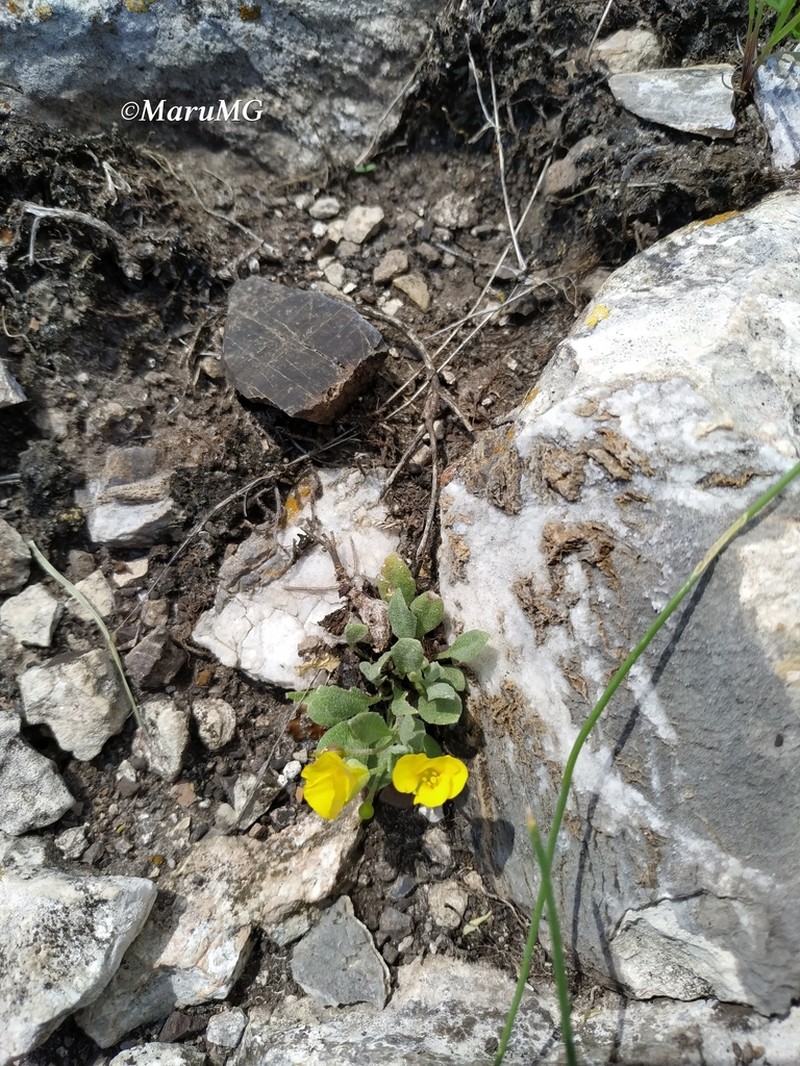 Silver Bladderpod