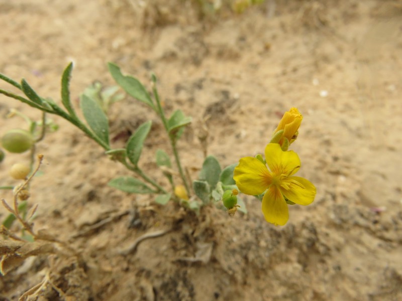 Silver Bladderpod photo 2